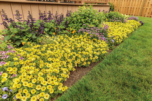 Yellow petunia ground flowers along a garden border