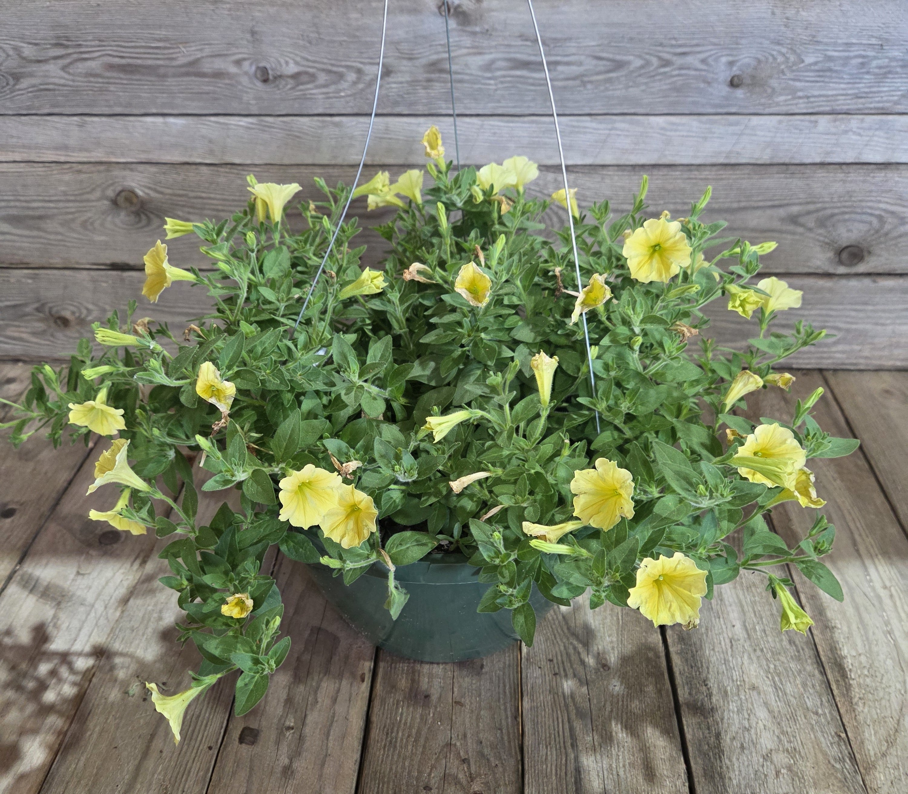 Yellow petunia flowers in a hanging planter with green stems