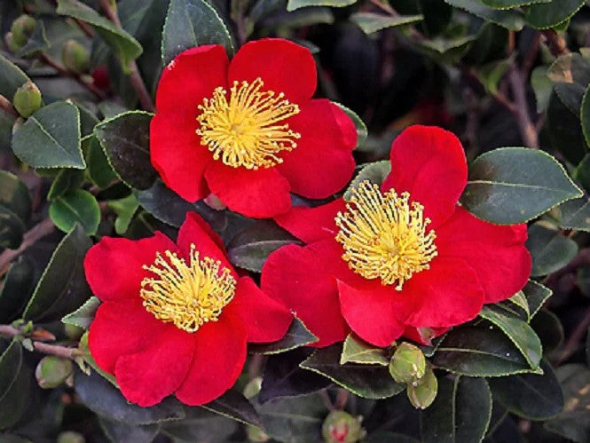 Red camellia sasanqua blossoms with yellow stamens on green foliage
