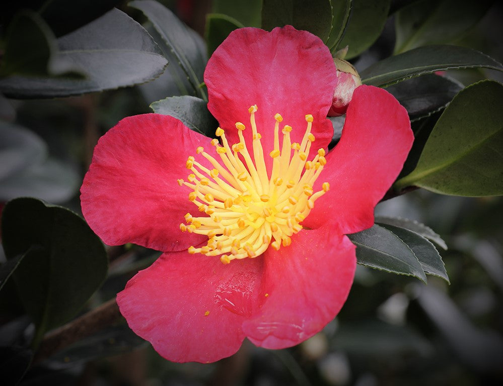 Pink-red camellia sasanqua flower with yellow stamens and glossy leaves