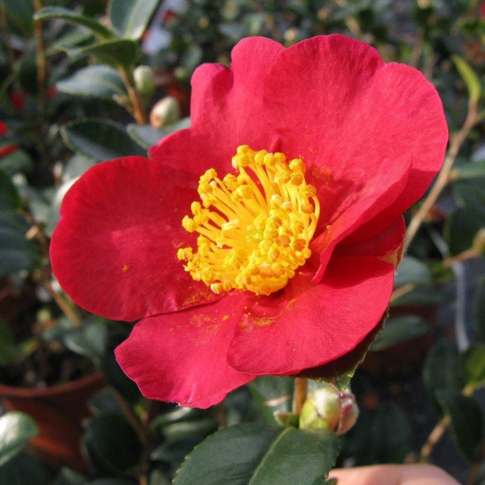 Red camellia sasanqua flower with yellow stamens and dark green leaves