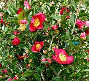 Red camellia sasanqua blooms among green leaves on branching stems